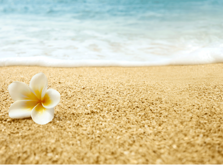 flower on beach